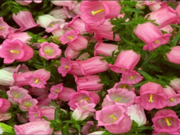 İsabella Rose Pink Çan Çiçeği Tohumu (100 tohum) ürün görseli 1