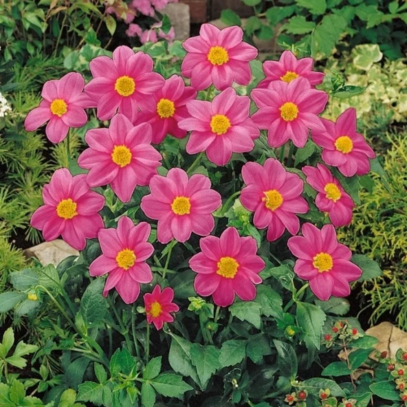 Miracle Bodur Mignon Rose Dahlia Yıldız Çiçeği Tohumu (80 tohum) ürün görseli 1