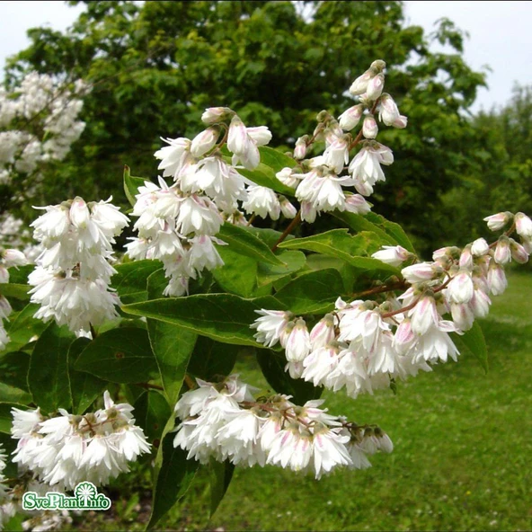 Nadir Bitki Tüplü Beyaz Çiçekli Katmerli Deutzia Scabra Havlu Püskülü Fidanı ürün görseli 1