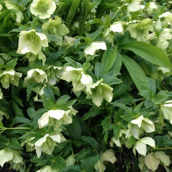Nadir Bitki Soğuklara Dayanıklı Helleborus Green Star Herdem Yeşil Noel Gülü Çiçeği Fidanı ürün görseli 1