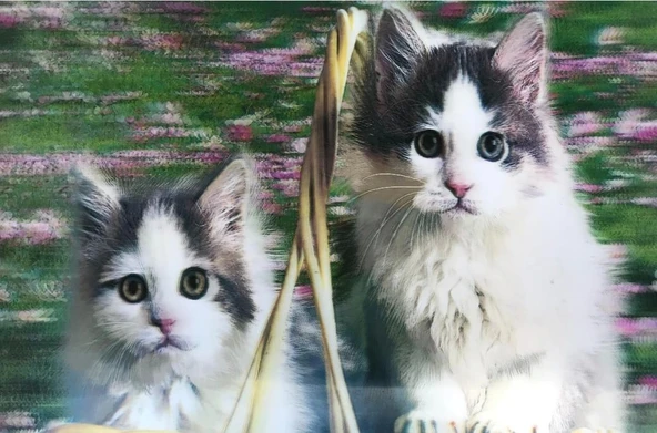 Nessiworld 5D Elmas Boyama  mli Kediler İkili Kedi Resmi Tablosu 40x60 cm ürün görseli 1