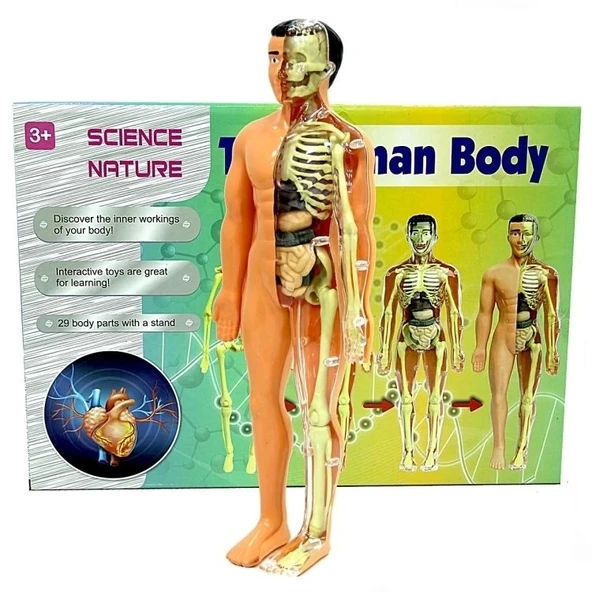 Nessiworld The Human Body İnsan Vücudu 3D Eğitim Seti 3302 ürün görseli 1