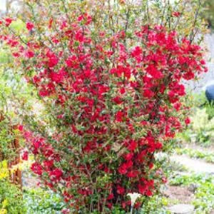 Kırmızı Bahar Dalı Çiçeği Fidanı 20-40 cm ürün görseli 1