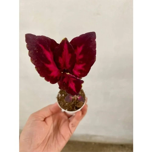 Yaprak Güzeli Çiçeği Özel Tür 3 Adet Mini Saksıda Kolyos 10-20 cm ürün görseli 1