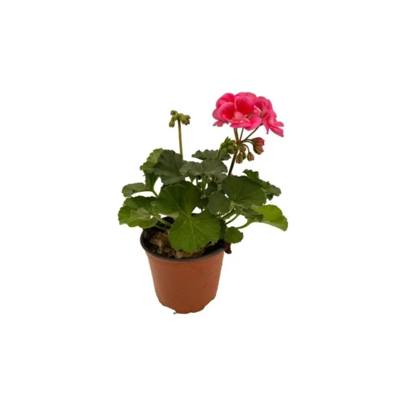 Ebruli Sardunya Çiçeği Fidesi Fidanı 10-20 cm ürün görseli 1
