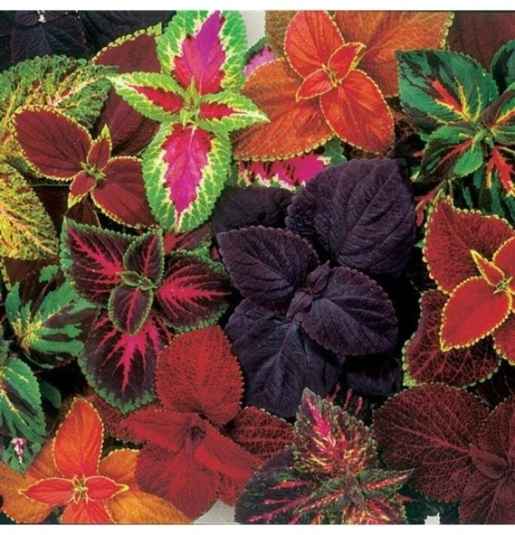 Renkli Kolyos Coleus Çiçeği Fidanı 1 Adet 10-20 Cm ürün görseli 1