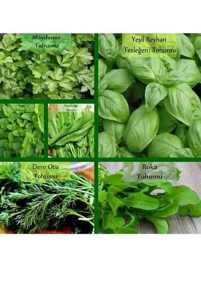 6 Paket Tohum No11 Yeşil Bitki Tohumları Salata Tohumları Nane Tohumu Ekşi Ot Roka Fesleğen Tohumu ürün görseli 1