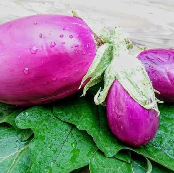 Rosita Etli  Patlıcan Tohumu (15 tohum) ürün görseli 1