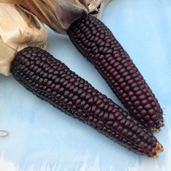 Ata Tohumları Geleneksel Japonica Striped Mısır Tohumu(10 tohum) ürün görseli 1