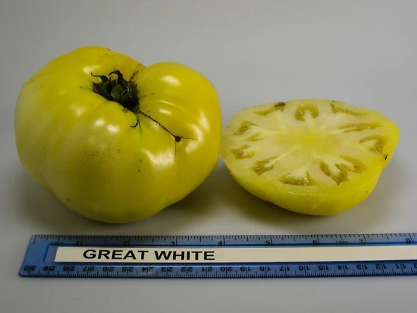 Doğal Great White Domates Tohumu (20 adet) ürün görseli 1