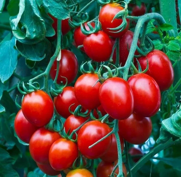Nadir Herliom Red Cherry Domates Tohumu (15 tohum) ürün görseli 1