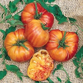 Doğal İri Gökkuşağı Domates Tohumu(20 tohum) ürün görseli 1