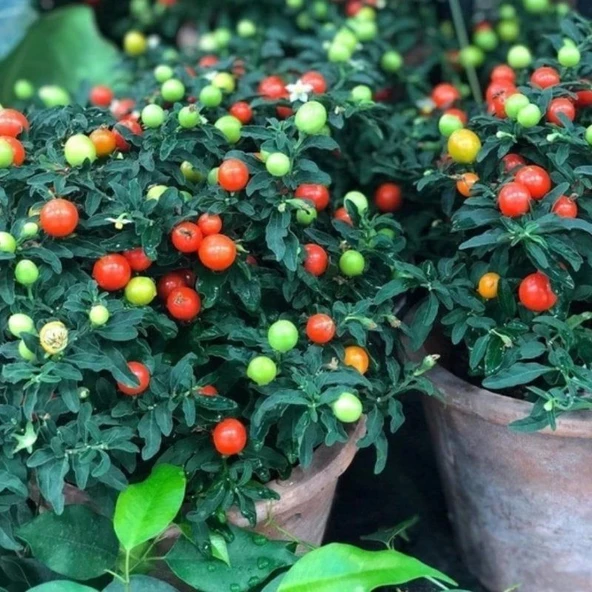 Saksılık Fat Tomato Pepper Tohumu (5 tohum) ürün görseli 1