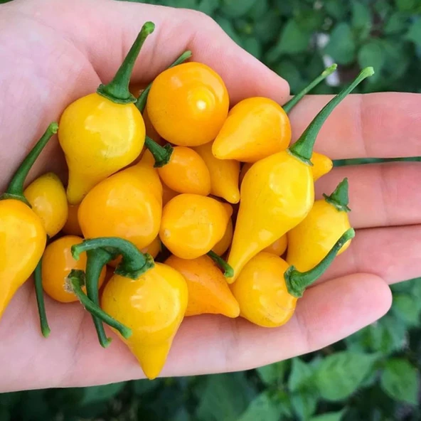 Biguinho Salmon Biber Tohumu (15 adet) ürün görseli 1