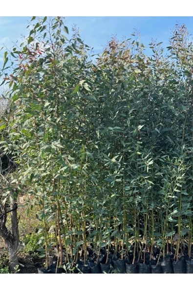 2 adet, 3 YAŞ TÜPLÜ HIZLI BÜYÜYEN,BATAKLIK KURUTAN OKALİPTUS FİDANI BOY 200-250 CM ürün görseli 1