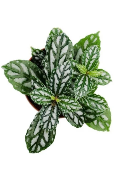 Pilea Cadierei Karyağdı Çiçeği Iç Mekan Bitkisi 10-20 cm ürün görseli 1
