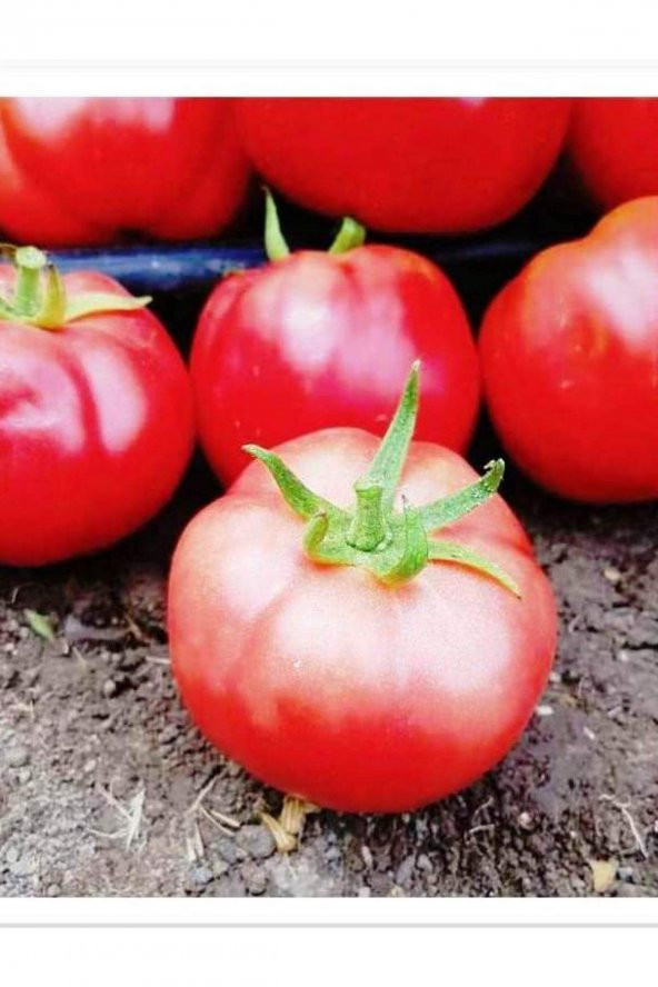 ATA TOHUMU YERLİ PEMBE DOMATES SAMİRA 100 ADET TOHUM ürün görseli 1