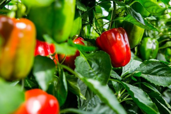ATA TOHUMU YERLİ HATAY ACI DOLMA BİBERİ 100 ADET TOHUM ürün görseli 1