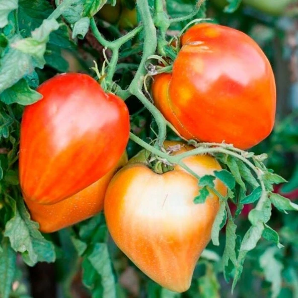 Red Oxheart Kalp Şeklinde Meyvesi Olan Domates Tohumu (15 Tohum) ürün görseli 1