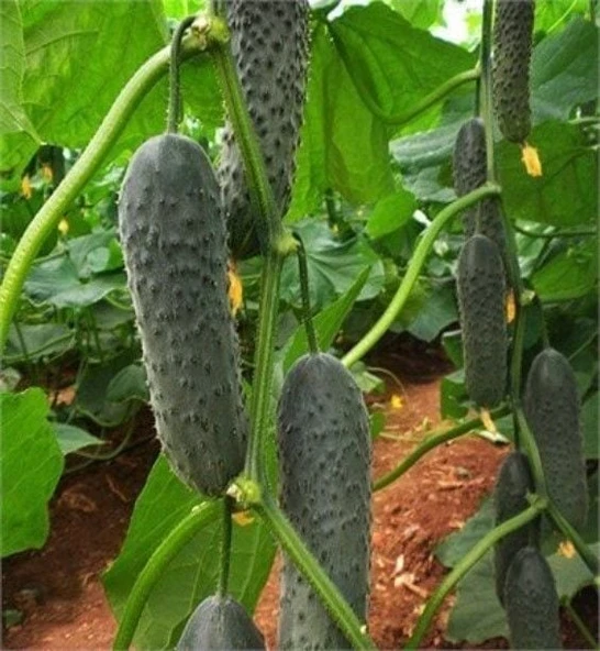 Doğal Dikenli Hıyar Tohumu (10 Tohum) ürün görseli 1