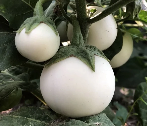 Big White Beyaz Patlıcan Tohumu (15 Tohum) ürün görseli 1