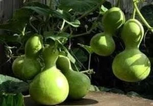 Doğal Calabash Süs (Su) Kabağı Tohumu(5 Tohum) ürün görseli 1