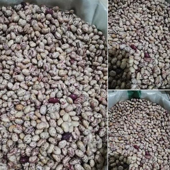 Anadolu Ata Tohum Artvin Kara Sırık Barbunya Tohumu (10 Tohum) ürün görseli 1