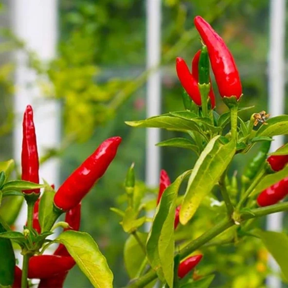 Birds Eye Acı Mini Chili Pepper Biber Tohumu (70 Tohum) ürün görseli 1