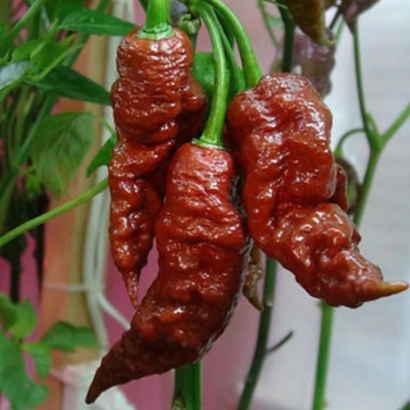 Doğal Leviathan Scorpion Biber Tohumu  (10 Tohum) ürün görseli 1