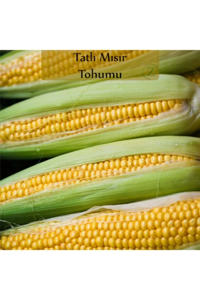 Tatlı Mısır Tohumu 1 Paket (10gr=45+ Adet) Mısır Tohumu ürün görseli 1