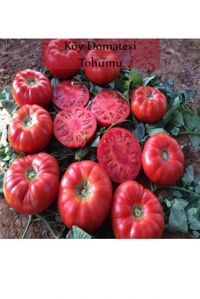 Köy Domatesi Tohumu 1 Paket (3gr=850+ Adet) Domates Tohumu ürün görseli 1
