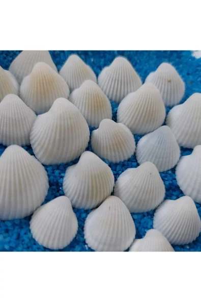 Hesaplı 1-3 cm Küçük Deniz Kabuğu 1kg Teraryum Deniz Kabukları Silis Akvaryum Süs Ufak Kabuklar ürün görseli 1