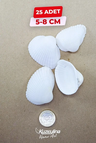 Nikah Şekerine Özel Doğal Deniz Kabuğu 25 ADET 5-8 Cm ürün görseli 1
