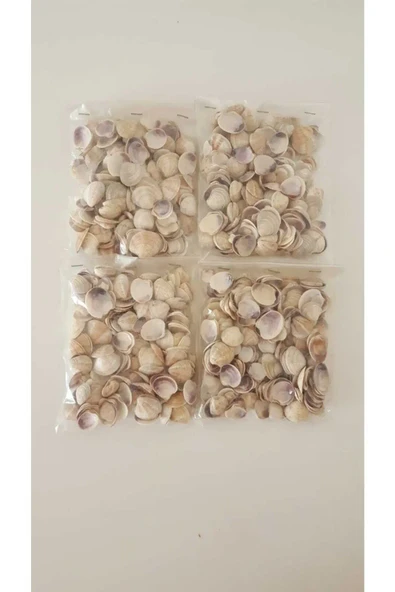 Küçük Deniz Kabuğu Süs Dekoratif Akvaryum Süsleme 100 Gr ürün görseli 1
