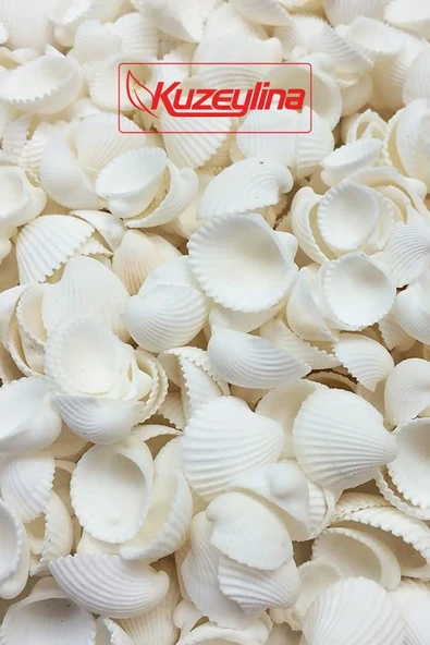 Deniz Kabuğu 500 gr Paket Clam Rose Cochles -orta ürün görseli 1