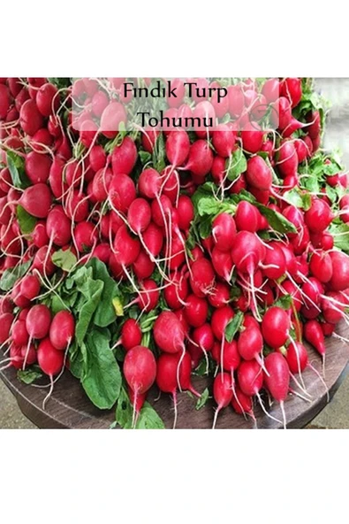 Fındık Turp Tohumu 1 Paket (10gr=1000+ Adet) Turp Tohumu Fındık Turp ürün görseli 1