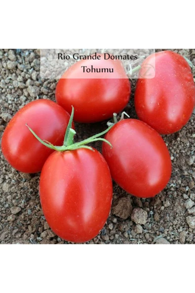 Domates Tohumu Rio Grande 1 Paket (5gr=1000+ Adet) Rio Grande Domates Tohumu ürün görseli 1