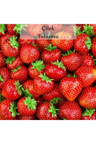Çilek Tohumu 1 Paket (0,5 Gr) ürün görseli 1
