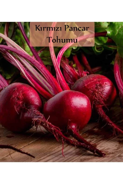 Kırmızı Pancar Tohumu 1 Paket Pancar Tohumu Ekmeye Uygun Yüksek Verimli Tohum ürün görseli 1