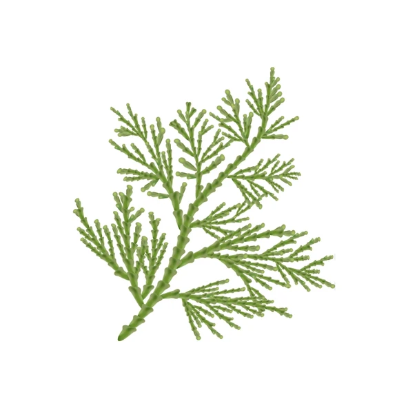 Aktarist Tuya Yaprağı - Thuja Tree Leaf - Resim 3