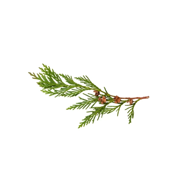 Aktarist Tuya Yaprağı - Thuja Tree Leaf - Resim 2