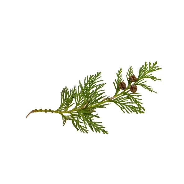 Aktarist Tuya Yaprağı - Thuja Tree Leaf ürün görseli 1