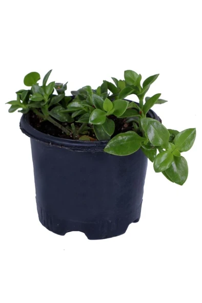 Buz Çiçeği Fidanı Aptenia Cordifolia 10-20 cm ürün görseli 1