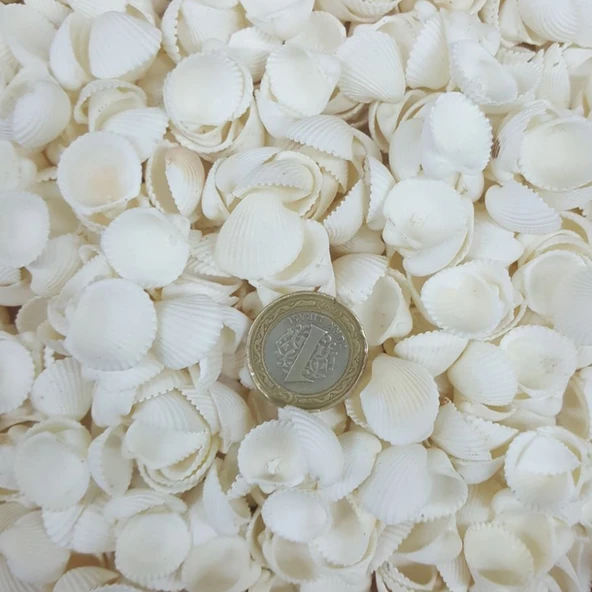 Clam Rose Cochles -Orta Deniz Kabuğu (100 GR) ürün görseli 1