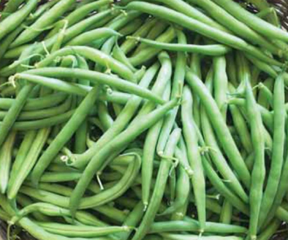 YERLİ GÜZLÜK OTURAK FASULYE TOHUMU 100 GR ürün görseli 1