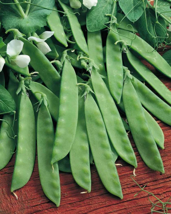 Yerli Yaprak Bezelye Tohumu 50 gr (Takribi 150 tohum) İlaçsız ürün görseli 1