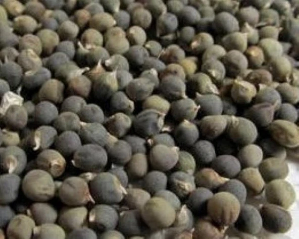 Yerli Bamya Tohumu 50 Gr Ort 750 Tohum ürün görseli 1