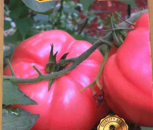 Yerli Pembe Domates Tohumu (1 Gr Ort 250 Ad Tohum) ürün görseli 1