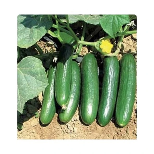 Yerli Sırık Salatalık Tohumu - 10 Gr (Ort 300 Ad Tohum) ürün görseli 1