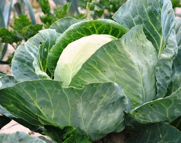 Yerli Beyaz Top Lahanası Tohumu 10 Gr (Ort 2000 Ad Tohum) ürün görseli 1